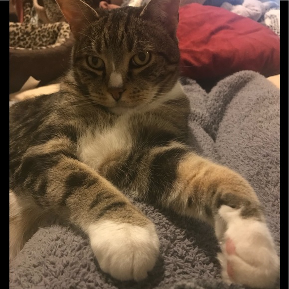 Meet your Posher, Lissa - Picture 3 of 7